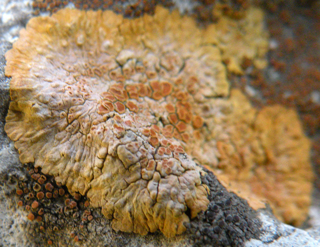 Caloplaca decipiens?